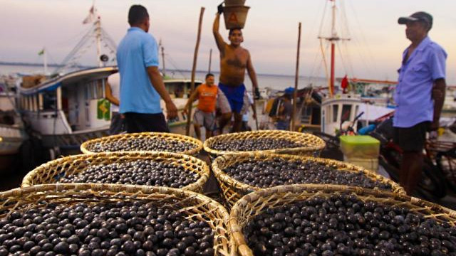 Caminhos do açaí