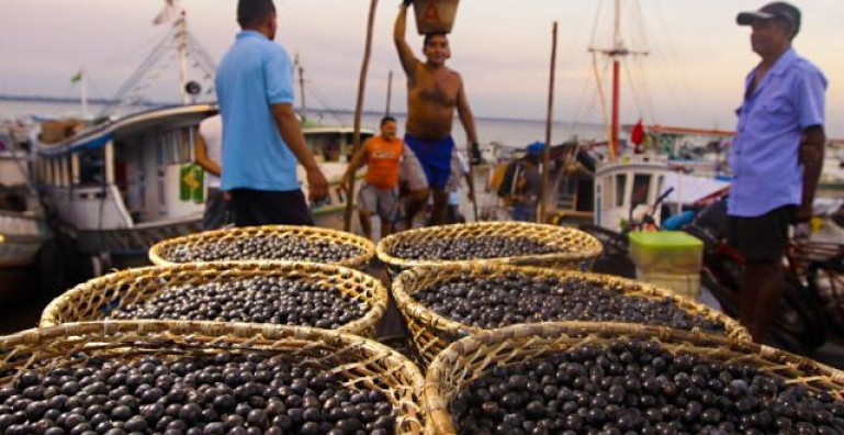 Caminhos do açaí
